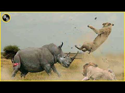 Most BRUTAL Rhino Attacks Caught on Camera !!