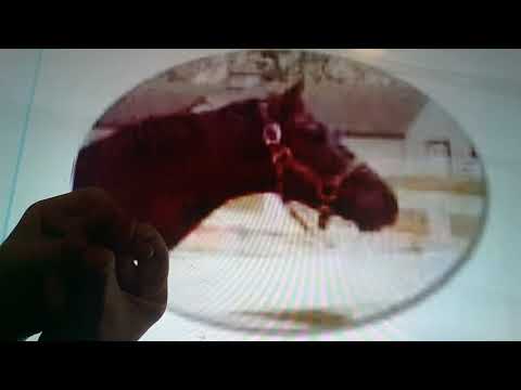 Horacio the handsnake - Bold Forbes