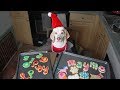 Dog Makes Christmas Cookies: Funny Dog Maymo