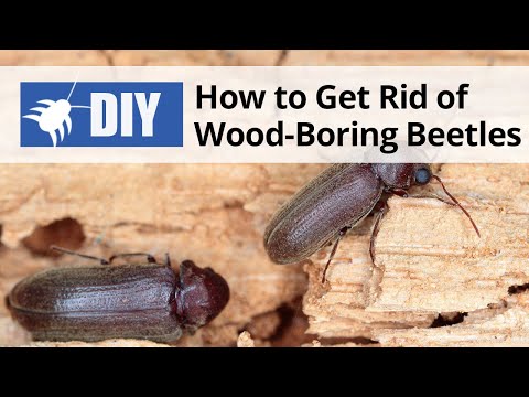  How to Get Rid of Wood Boring Beetles Video 