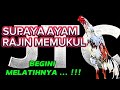 Supaya Ayam Rajin Memukul Ayambangkokindonesia Ayambangkoksuper Ayam