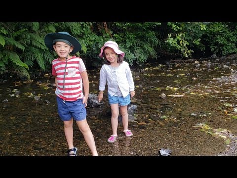 Forest Adventures on the Otari-Wiltons Bush Walk
