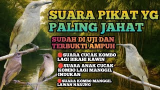 Download lagu AUDIO PIKAT JAHAT CUCAK KOMBO/KECIAL KOMBOK DI JAMIN TURUN mp3