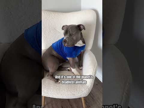 Have you ever heard of a fur goblin before or maybe you have one at home? 👹 😁 #americanbully