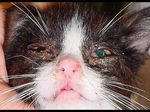 Home Remedies for Upper Respiratory Infection In Cats