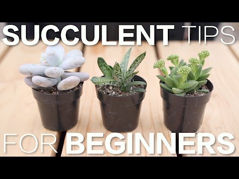 image-How fast does a succulent grow?