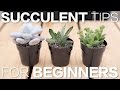 Succulent Information Download Music Mp3 and Mp4 Succulent Information Download Music Mp3 and Mp4