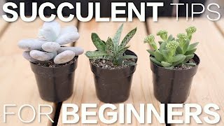 Succulent Tips for Beginners // Garden Answer