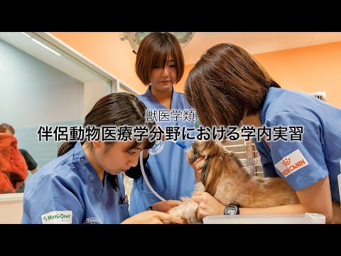 先端経営学科 酪農学園大学　獣医学類　｜　伴侶動物医療学分野における学内実習