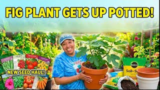 Fig Plant Gets a HUGE Upgrade and NEW Seed HAUL!