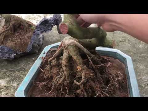 Các bước làm Cách thay đất - trồng lại phôi - phần 1 ae tham khảo