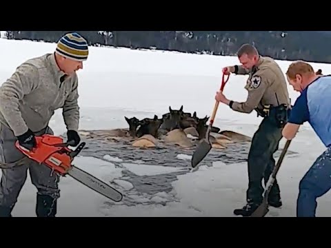 Locals Rush To The Rescue Of Animals Frozen In Lake!