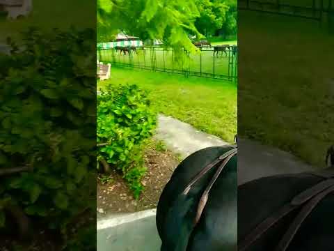 #beautiful #nature #love #enjoy #horse #riding