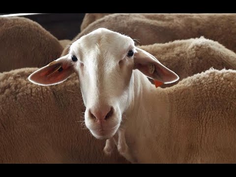 Olmeda Origenes Manchego Cheese Factory