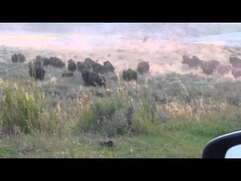 Bison's charging off the road - Yellowstone, Lamar