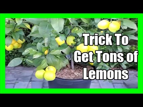 Lemon Care Tips to Induce Flowering and Bear Fruit | How to Get More Lemons On Tree