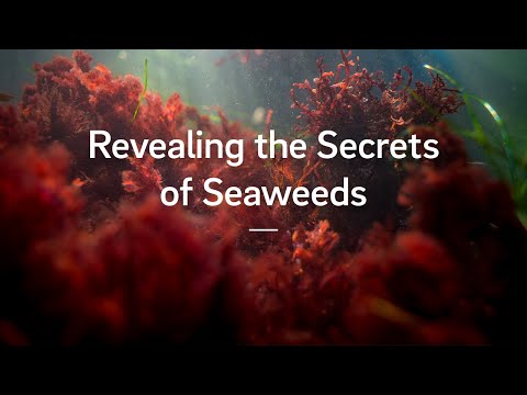 Revealing the Secrets of Seaweeds