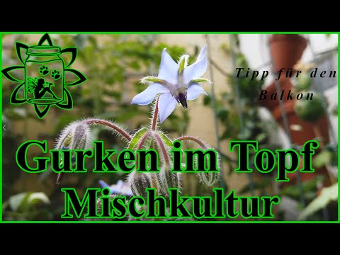 , title : 'Gurken im Topf anbauen | Mischkultur im Kübel | Tipps für den Balkon | Gute Pflanzennachbarn |Garten'