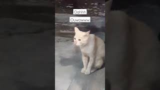 Download lagu suara kucing jantan memanggil kucing betina #shorts #kucinglucu #catboi92 mp3 Download lagu suara kucing jantan memanggil kucing betina #shorts #kucinglucu #catboi92 mp3