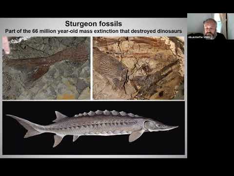 LiveStream: Endangered Shortnose Sturgeon in the Connecticut River