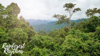 Rainforest Rhythms | Birds Sound | Calm | Relax