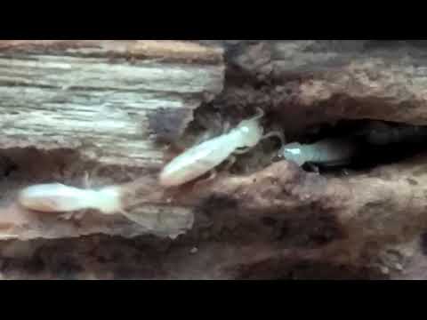 Termites Hidden in Old Tree in Waretown, NJ