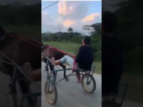 Caballo Andador en San Andrés Pinar del Río. El Pelu