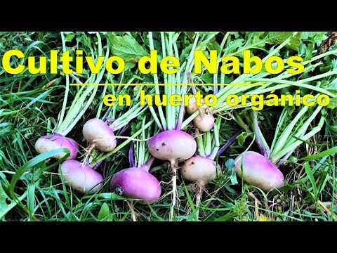 , title : 'Cultivo de Nabos en huerto orgánico.'