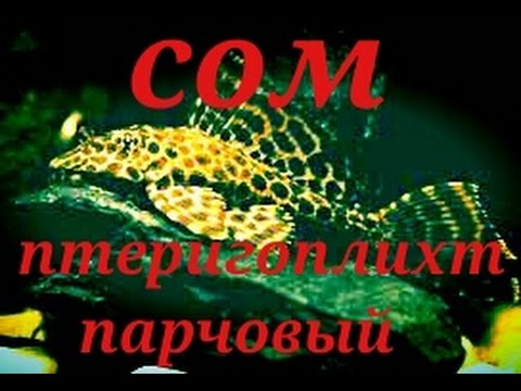 Аквариумные рыбки.Сом Птеригоплихт Парчовый.
