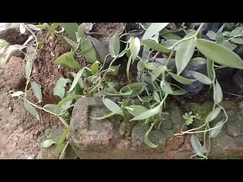 Ritima roroa donga vanilla jawaia nanggipade ra.ebo.