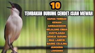 Download lagu MASTERAN BURUNG CENDET GACOR ISIAN TERBAIK FULL TEMBAKAN MEWAH mp3