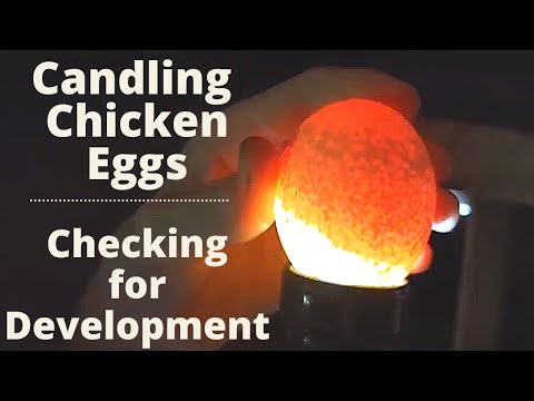 , title : 'Candling chicken and guinea eggs.  Giving a chicken guinea eggs to hatch.'