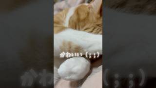 【音楽なし2分半動画🎥】猫さんの寝起きのゴロゴロタイム♪ #猫 #可愛い #猫のいる暮らし