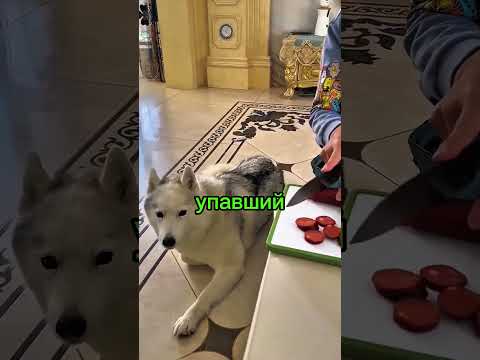 Эта хитрая собака спрятала сосиску так, что мальчик ничего не заметил! 😂🐶 #Shorts