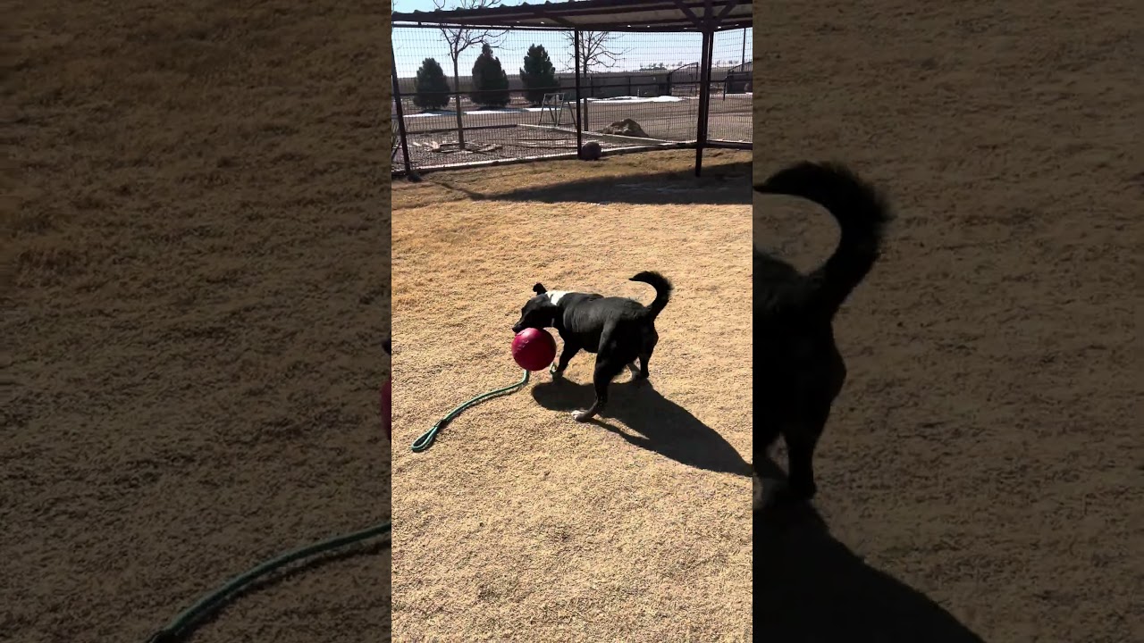 Enlarge Dozer, a ADOPTABLE mixed breed in Lubbock, TX video 6/6