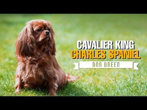 The Ultimate Cavalier King Charles Spaniel Guide