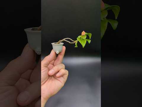Camellia and Zenpukujl pot / ツバキと善福寺鉢 #bonsai #camellia #miniature