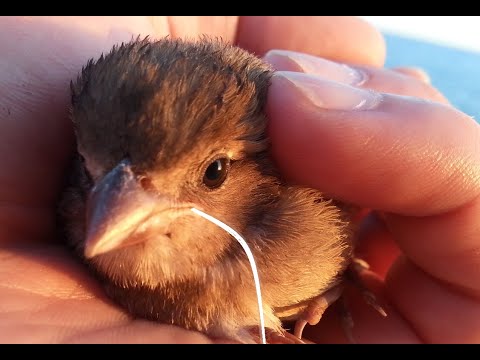 uccellino liberato da un filo da pesca - primo soccorso veterinario- Zelinotti Luca