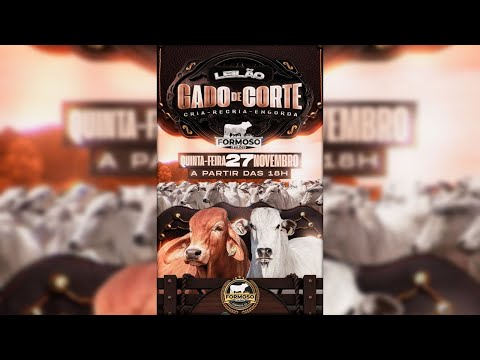 LEILÃO GADO DE CORTE FORMOSO LEILÕES - FORMOSO - GO - 27/11/2025