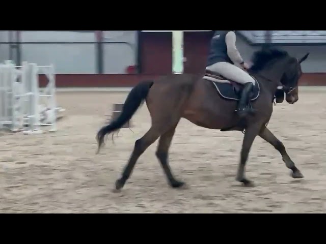 Cavalla BWP Cavallo da Sangue Belgio In vendita 2013 Baio ,  Galisco van paemel 