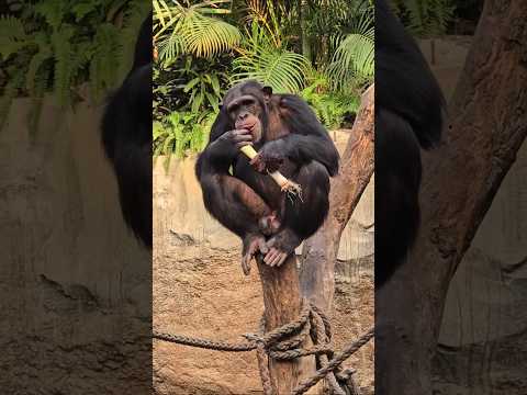 Schimpansen Azibo & Ohini 🐒#leipzigerzoo #schimpanse #schimpansenalltag