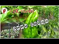 Lassana Gewaththa