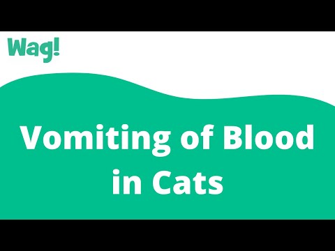 Vomiting of Blood in Cats | Wag!
