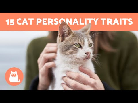 15 Best Cat PERSONALITY Traits 😻 Do You Know them ALL?
