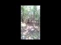 Грибочки 