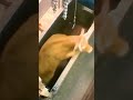 Her Last Moments Inside Of A Slaughterhouse She Tries To Escape But Have Nowhere To Go