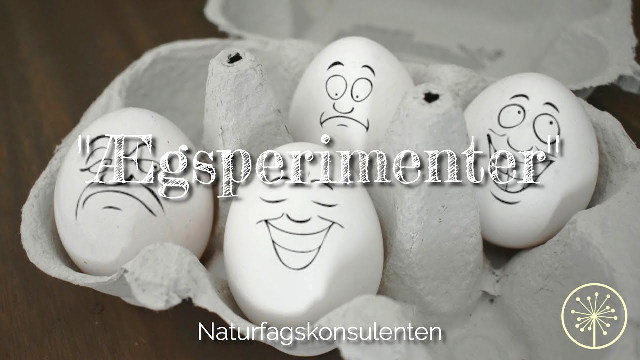 Ægsperimenter - sjove forsøg med æg