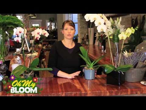 How to properly care for Orchids