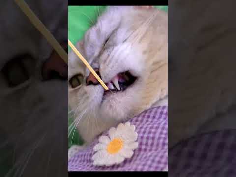 Famous Cat Reel 😍 #like #viralshort #cute #famous