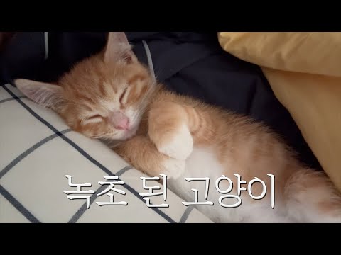 첫 목욕 후 기절